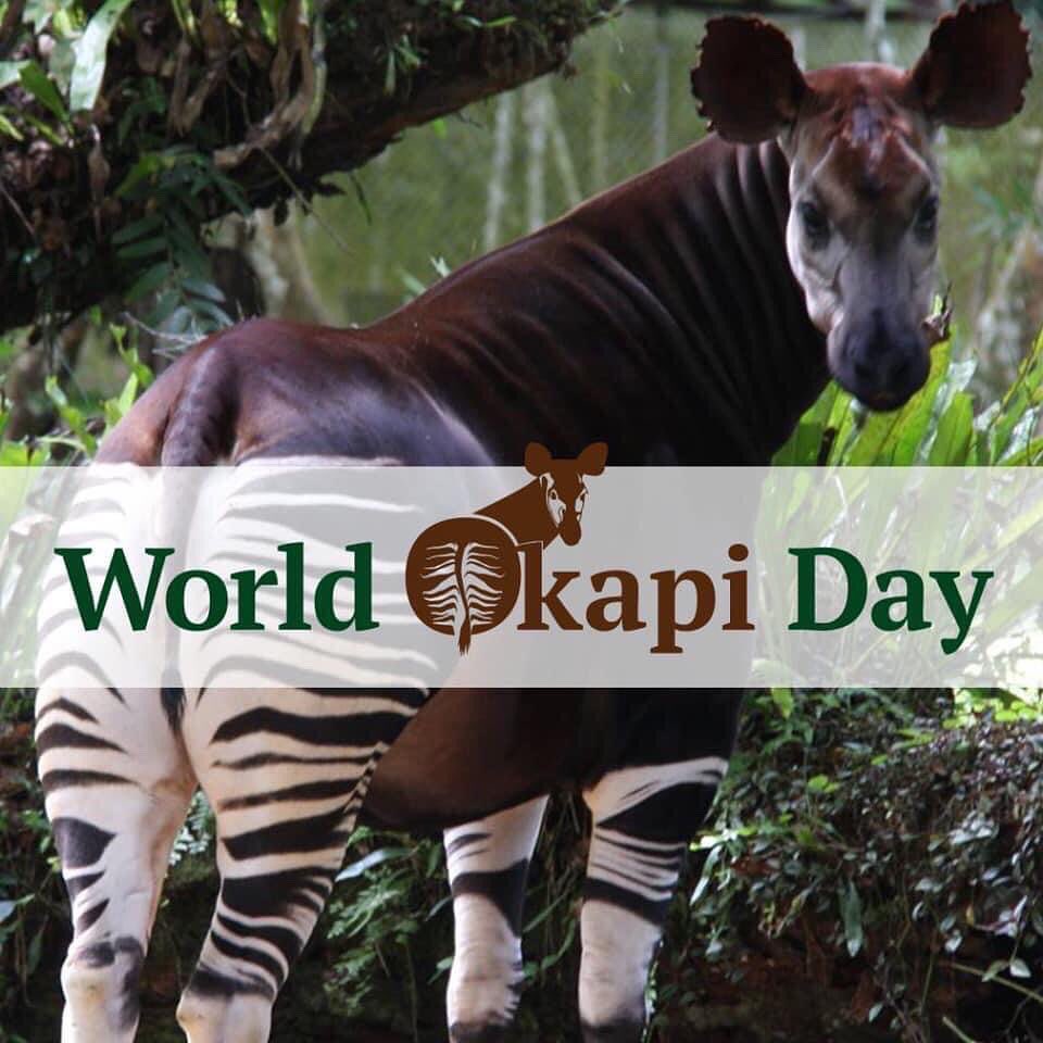 kjsmith65a's tweet photo. HappyWorldOkapiDay! ๐๐ฆ๐ฆ๐๐ช๐๐ค
A unique grazer of African plains - โZebraButtโ
#WorldOkapiDay #OkapiConservation #ZebraGiraffe
@okapiproject @AWF_Official @World_Wildlife @TheWCS @WildKingdom @ZooTampa
https://t.co/OBn1tiPnya
https://t.co/MN5ElMBLT6
https://t.co/TaFdb4L6yh https://t.co/d6JEIDg3I1