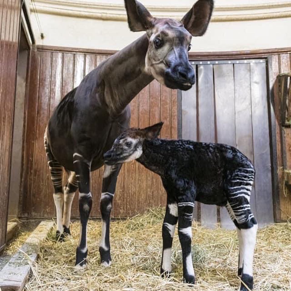 kjsmith65a's tweet photo. HappyWorldOkapiDay! ๐๐ฆ๐ฆ๐๐ช๐๐ค
A unique grazer of African plains - โZebraButtโ
#WorldOkapiDay #OkapiConservation #ZebraGiraffe
@okapiproject @AWF_Official @World_Wildlife @TheWCS @WildKingdom @ZooTampa
https://t.co/OBn1tiPnya
https://t.co/MN5ElMBLT6
https://t.co/TaFdb4L6yh https://t.co/d6JEIDg3I1