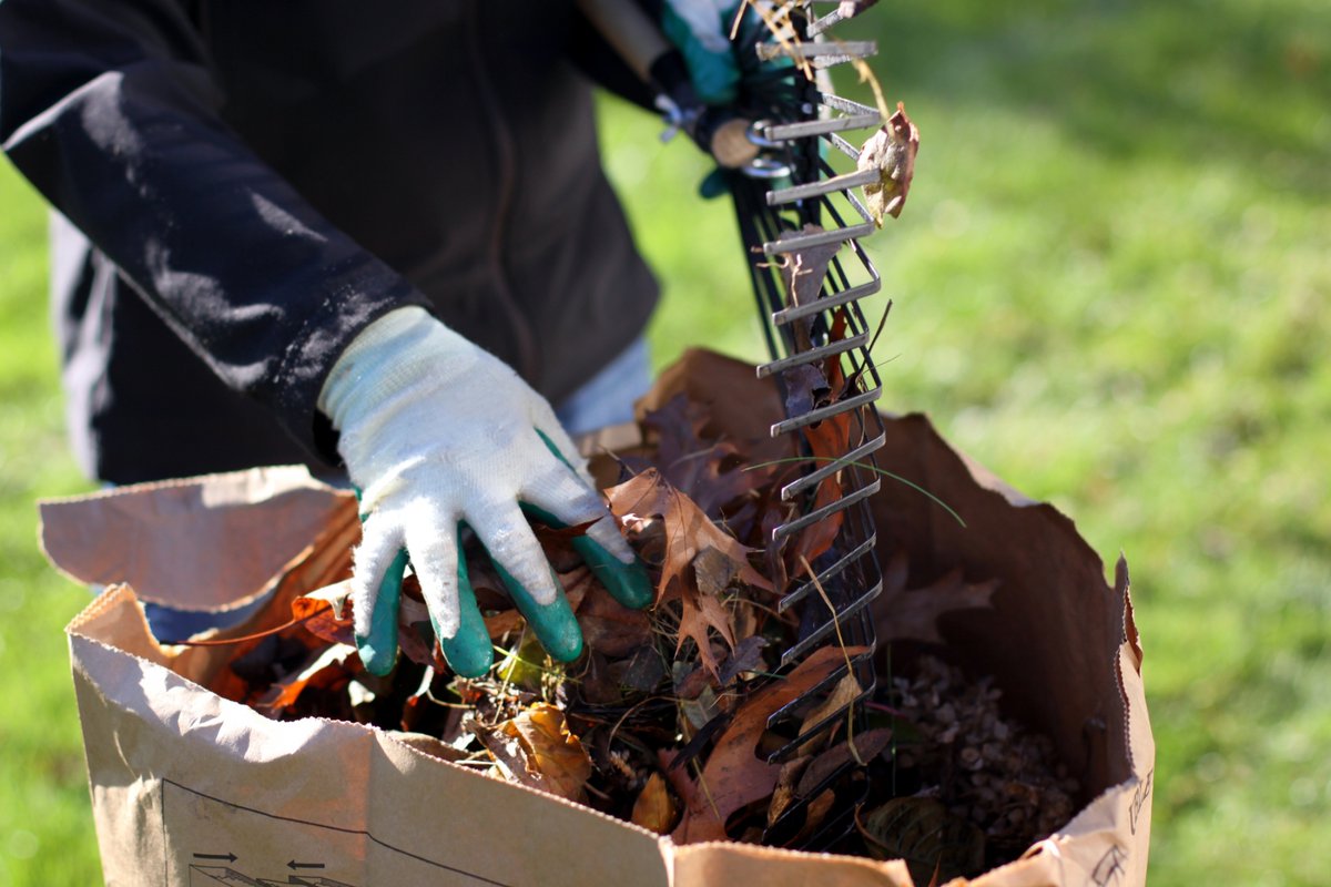 TurfKingLawn's tweet photo. Quick tip from the Turf King! If you don't rake the leaves from your lawn it will be smothered in a thick layer of unshredded leaves. The leaves will become matted down and in the spring will keep... more at https://t.co/1IgF2t6ian https://t.co/mzJ3iHzD0V