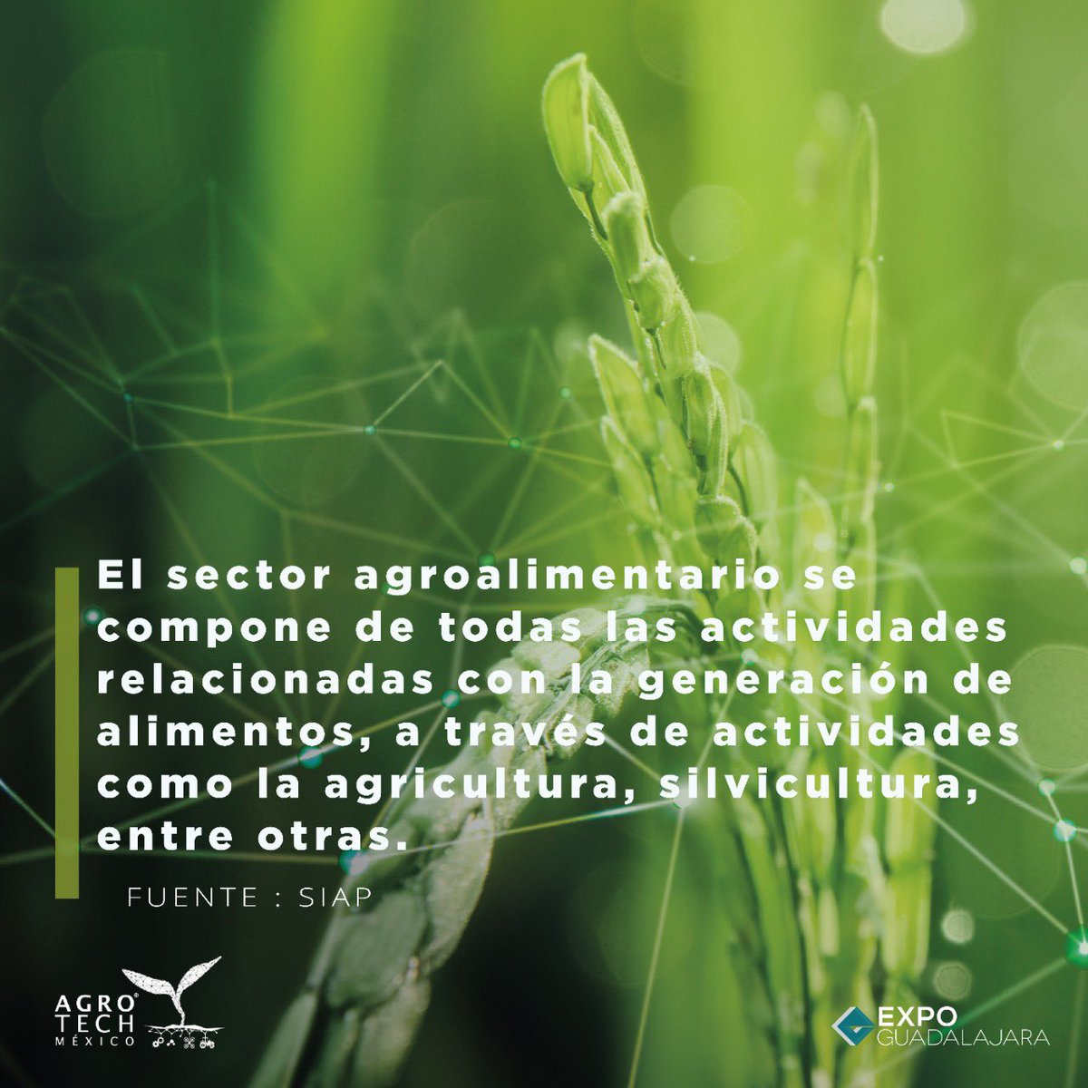 AgroTech_mx's tweet photo. 🌾 La diversidad de nuestro país permite brindar a los consumidores alimentos y productos de origen vegetal, animal y fúngico.

Visita #AgroTech2023 👇

🔗 https://t.co/8Vqggu38uw https://t.co/1vZDgQFFnC