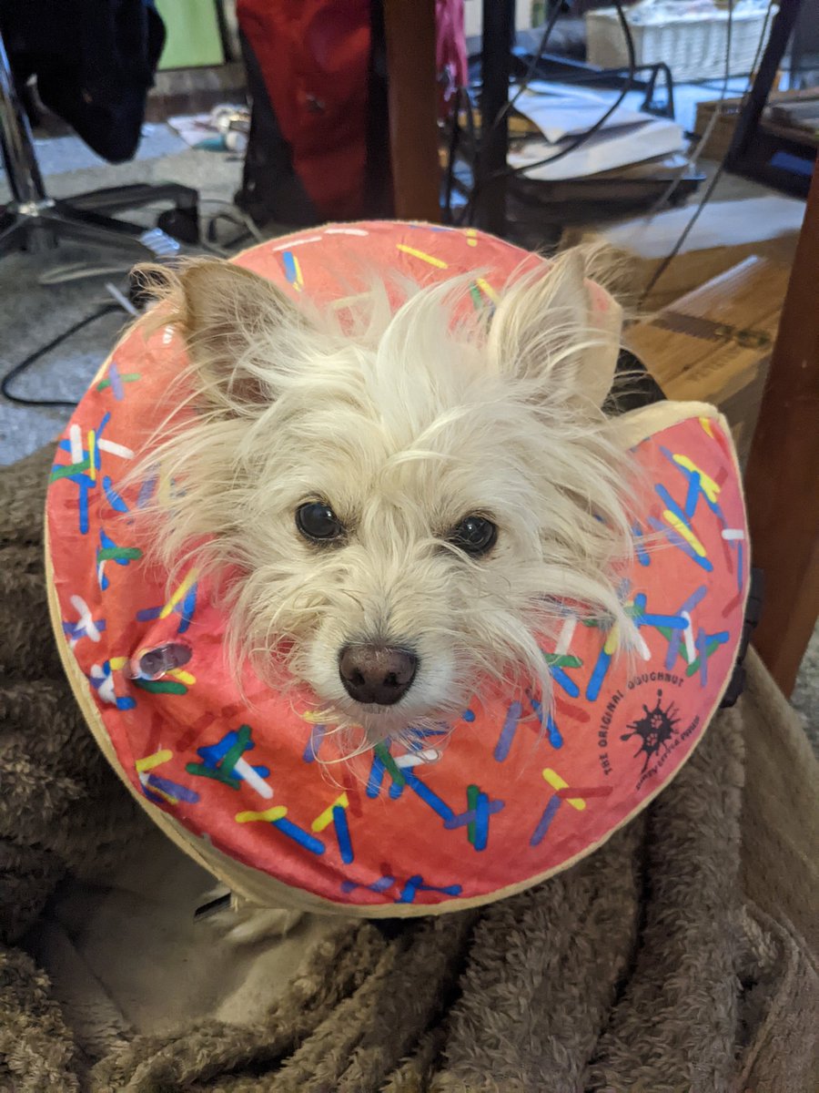 _emmaeharrison's tweet photo. What a week! From cone of shame, to donut of triumph, to endless get-well puppy snugs. It's been a heart-wrenching bank-breaking time, if any kind dog lovers on the internet have a spare penny or two for our GoFundMe, you can find it here: https://t.co/aqu380dCbS xoxox https://t.co/XxR0ac23SF