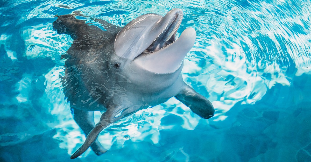 This sweet girl will always be in our hearts! 💙