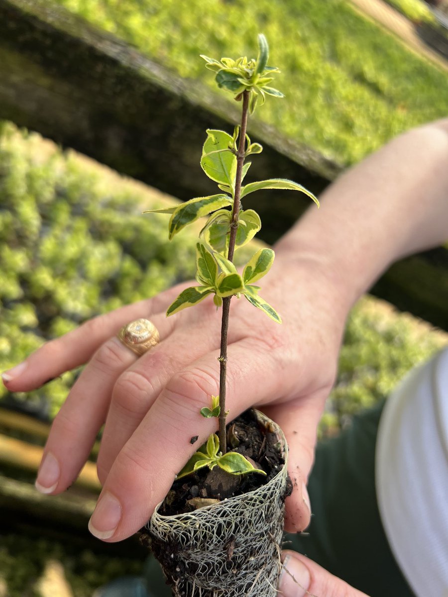 At #ipps meetings I always learn from seeing good ideas in action. Ben Sanders from Griffith Propagation Nursery just explained (with data and analysis) what we saw yesterday. Thanks Tom Yeager for the best bus conversations,  <a href="/BinWu18022338/">Bin Wu</a> for the photo and <a href="/Growcoon/">Growcoon</a> for this.