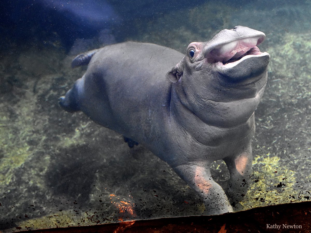 CincinnatiZoo's tweet photo. Fritz's personality shines! ✨ https://t.co/TOrs1MHeQp