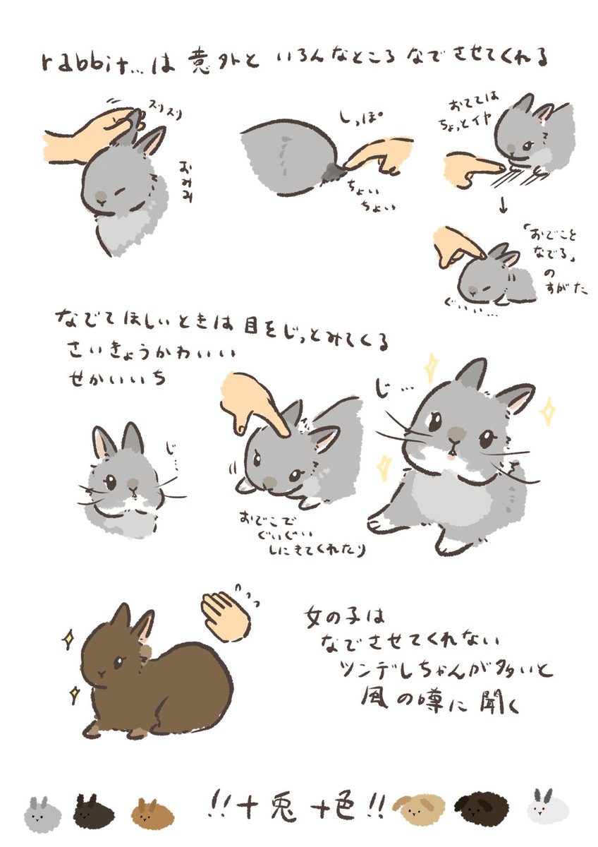 うさぎが撫でて欲しいところは？