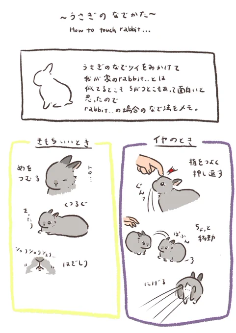うさぎの撫で方についてまとめました 