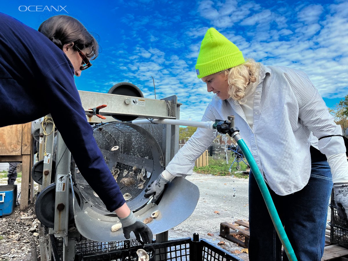 oceanx's tweet photo. Our NYC team spent a day volunteering with @BillionOyster, who are working to introduce 1 billion oysters to New York Harbor by 2035. Restoring the harbor’s oyster reefs will support a healthy ecosystem, provide habitat, create natural storm barriers, and clean up the water. https://t.co/pEWIfBzUzO
