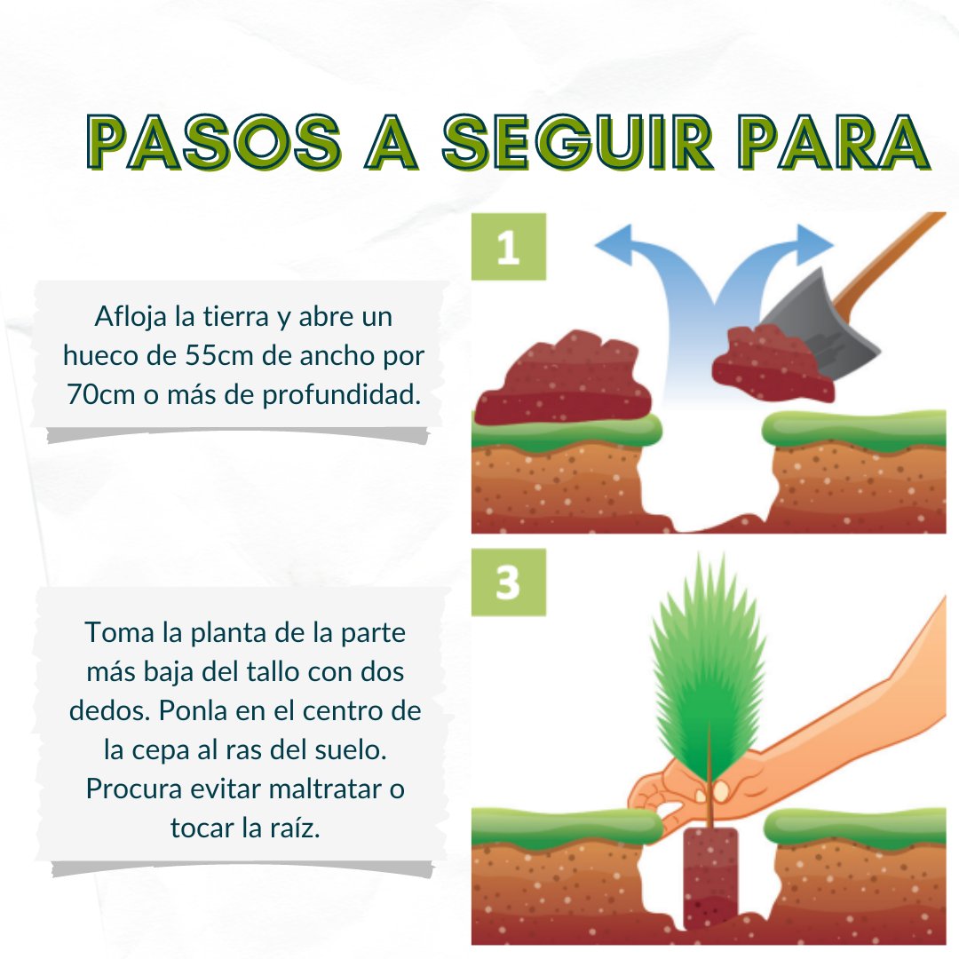 ImplanColima's tweet photo. ¿Quieres plantar un árbol 🌳 y no sabes cómo hacerlo correctamente? Aquí te enseñamos a hacerlo en estos sencillos pasos 👇🏽

Para más información, puedes consultar el Plan de Manejo de Arbolado Urbano de la Ciudad de Colima en el siguiente enlace 🔗 https://t.co/aN0Ie29cXm https://t.co/KSYcgbXNtE