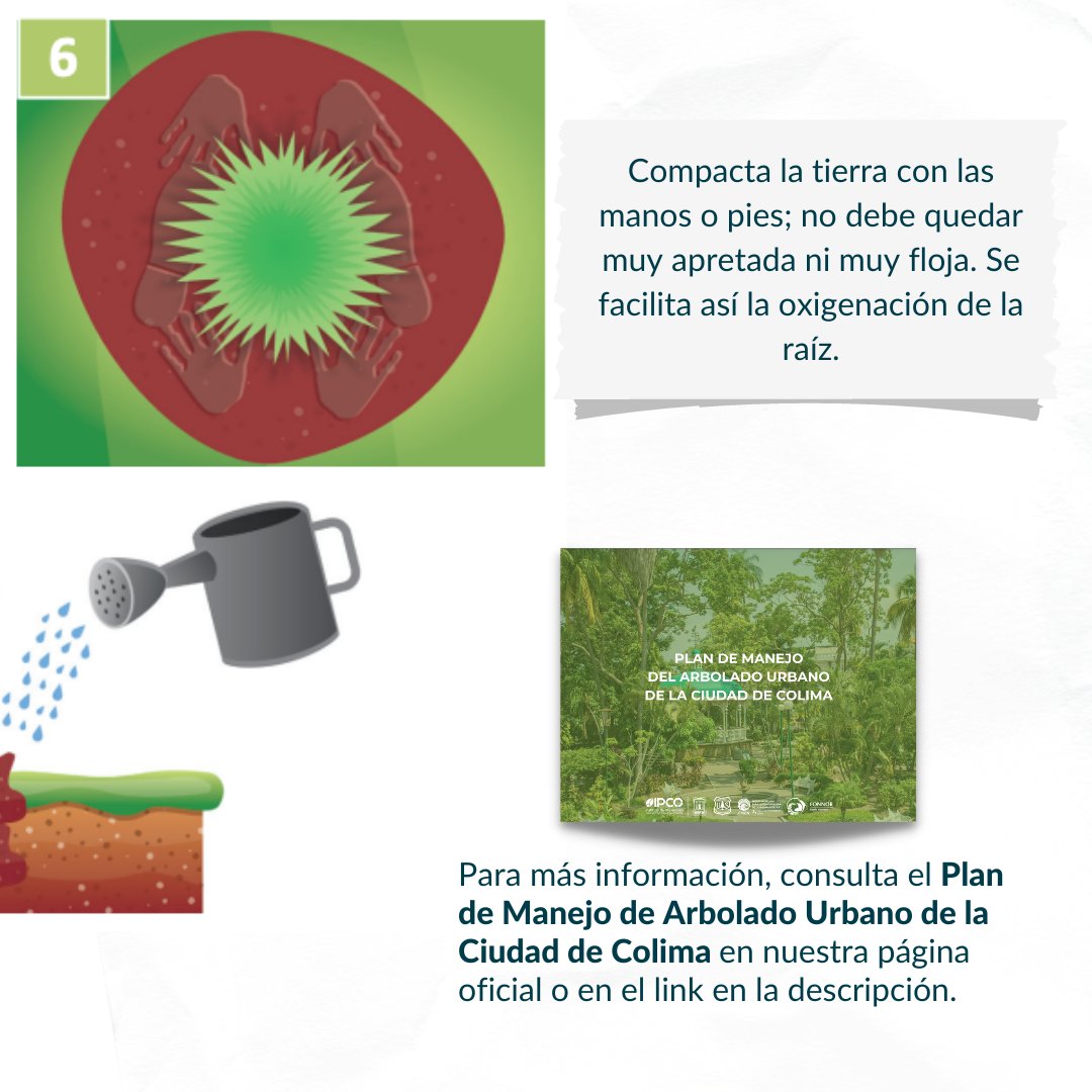 ¿Quieres plantar un árbol 🌳 y no sabes cómo hacerlo correctamente? Aquí te enseñamos a hacerlo en estos sencillos pasos 👇🏽

Para más información, puedes consultar el Plan de Manejo de Arbolado Urbano de la Ciudad de Colima en el siguiente enlace 🔗 bit.ly/pmau-ipco