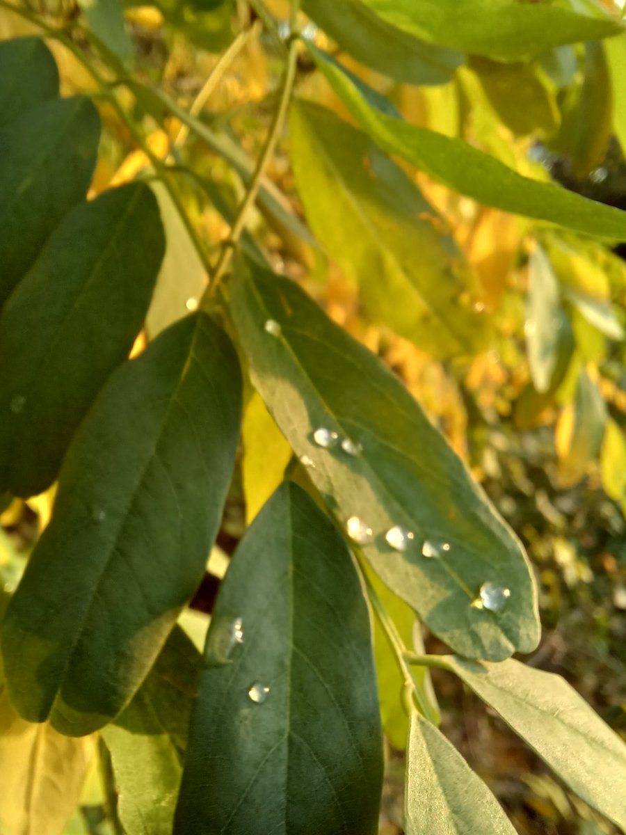 JochenKenneweg's tweet photo. Nach dem Regen https://t.co/IPiuP26Rnm