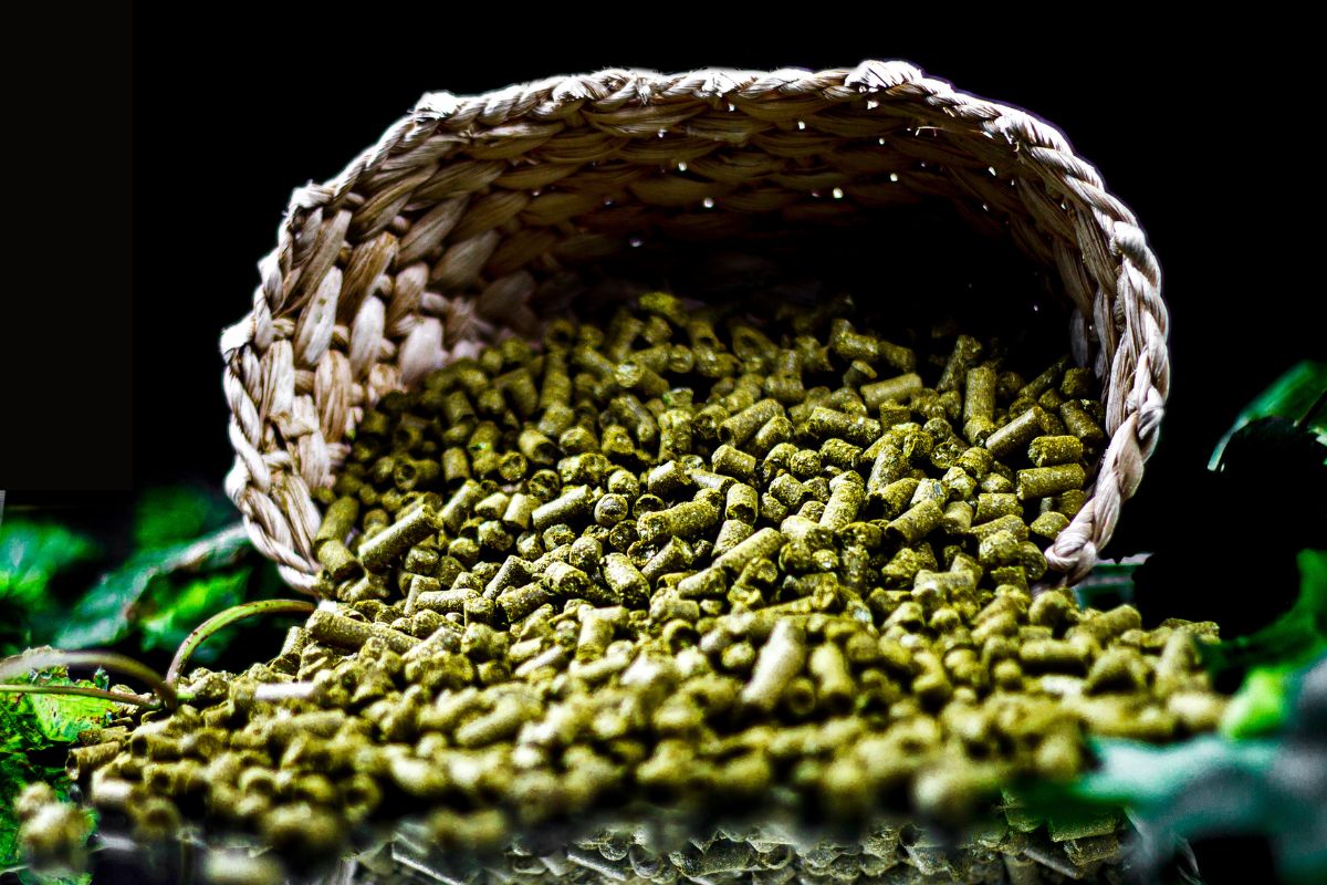 Grupo Petrópolis inicia vendas de lúpulo brasileiro peletizado em sua própria fazenda no Rio e começa a mirar em vendas para microcervejarias
#craftbeer #catalisi
.
Link

bit.ly/3ENbVwh