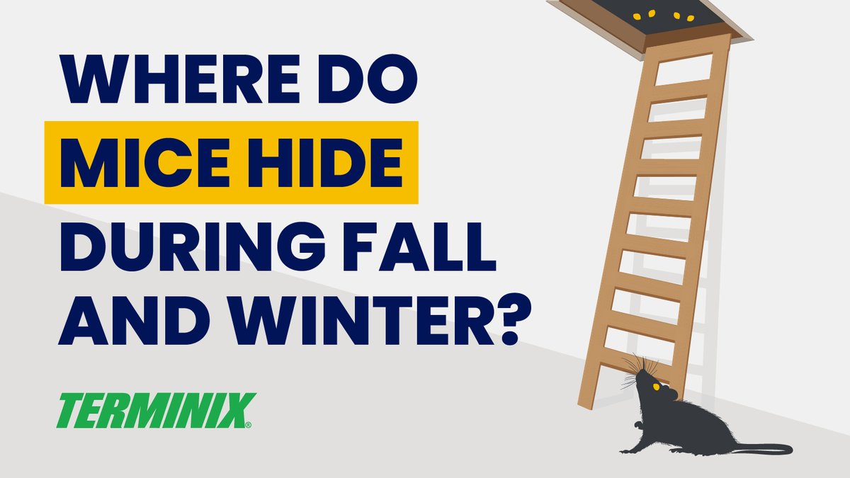 With autumn and winter on the way, the cooler temps can send pests inside looking for a cozy place to hide. Rodents, such as mice, may very well turn their attention to your home. Learn their common hiding spots: terminix.com/rodents/mice/b…