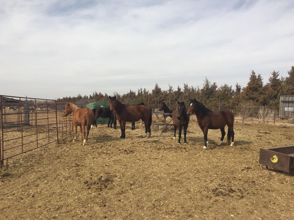 moodysally1's tweet photo. $375 is needed for October feed bill for our mustangs in Kansas @WildCorp is a 501c3 &amp; depends on donations to care for our #wildhorses saved from slaughter https://t.co/PiFVJKGlMj https://t.co/HBcXihubkL #Donate #RT #Share #HorseRescue https://t.co/VZLAjJEZW9