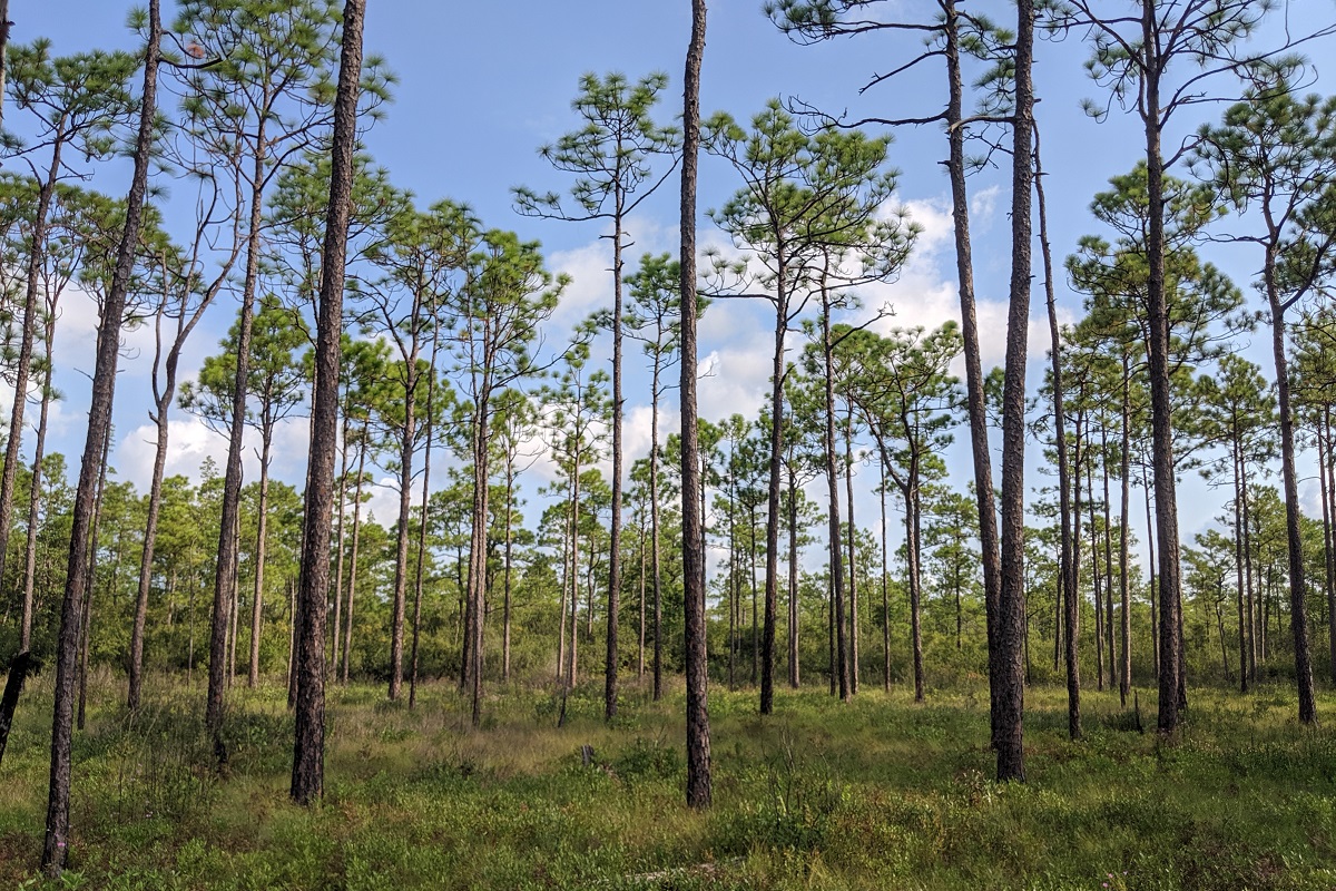 NFWFnews's tweet photo. It’s #NationalForestProductsWeek! @NFWFnews, @IntlPaper and our partners celebrate the products derived from longleaf pine + the connection between sustainably managed working longleaf forests + #wildlife. 🌲 #longleaf #partnerships #workingforest https://t.co/URp3jPUVp5