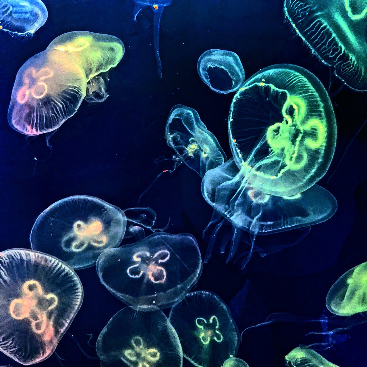 Dan Rossiter FCIAT tweet media