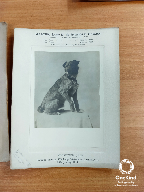 onekindtweet's tweet photo. Thank you so much to the amazing team @OneHealthCRC for showing us their work today conserving, archiving &amp; digitising records of our work over the years. 👏

We've been working to end cruelty to animals for over 100 years, so there's lots of fascinating material to sift through! https://t.co/GpsffEfOu4