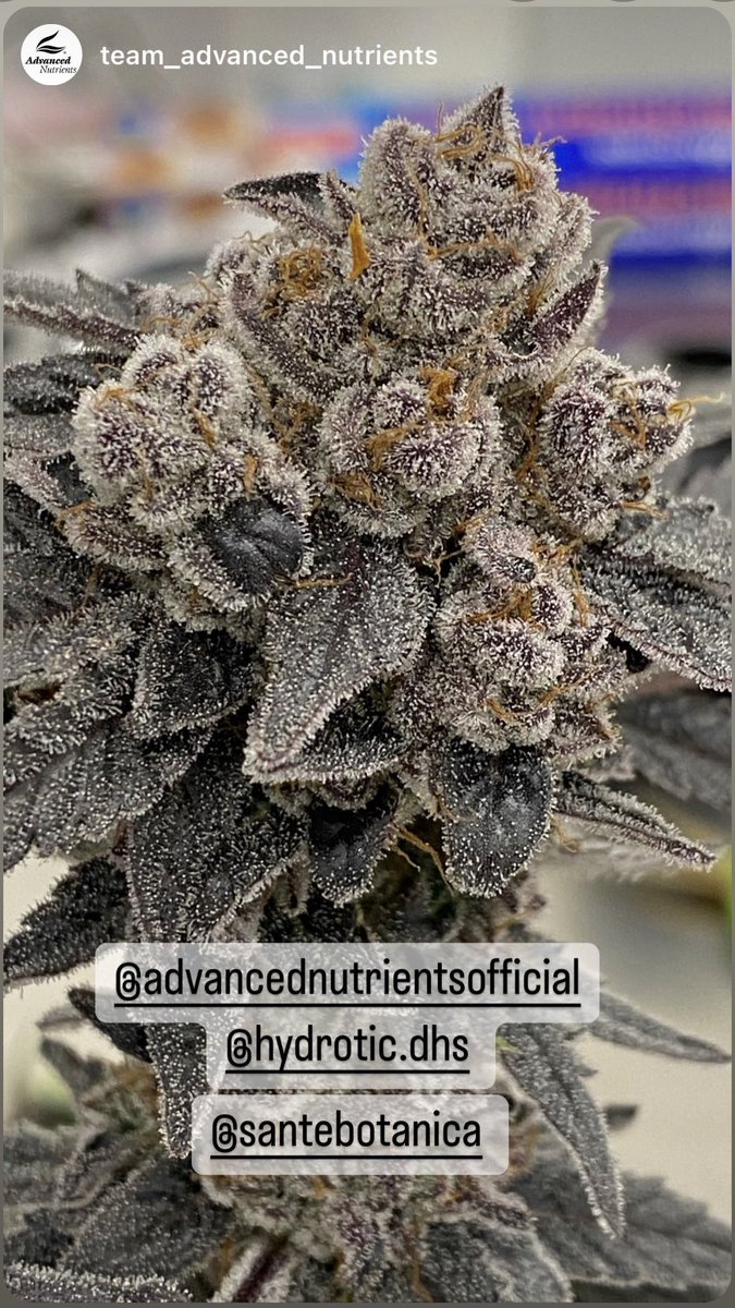 advancednutes's tweet image. 🔥🔥🔥Buds from @HydroticBrand grown with #advancednutes 

#angrown #teamadvanced #cultivation