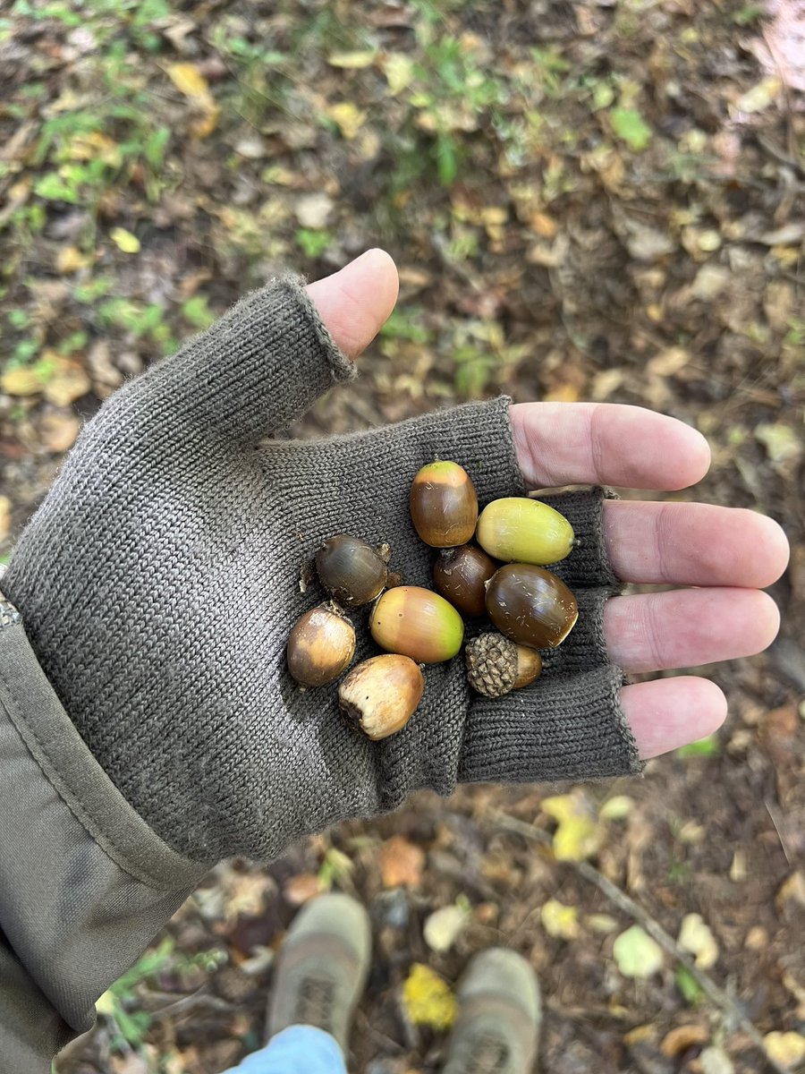 Time to hit the woods! Weather temps drastically dropping and acorns falling sound like an awesome recipe to kill a big buck. Good luck to everyone getting after it. #Realtree