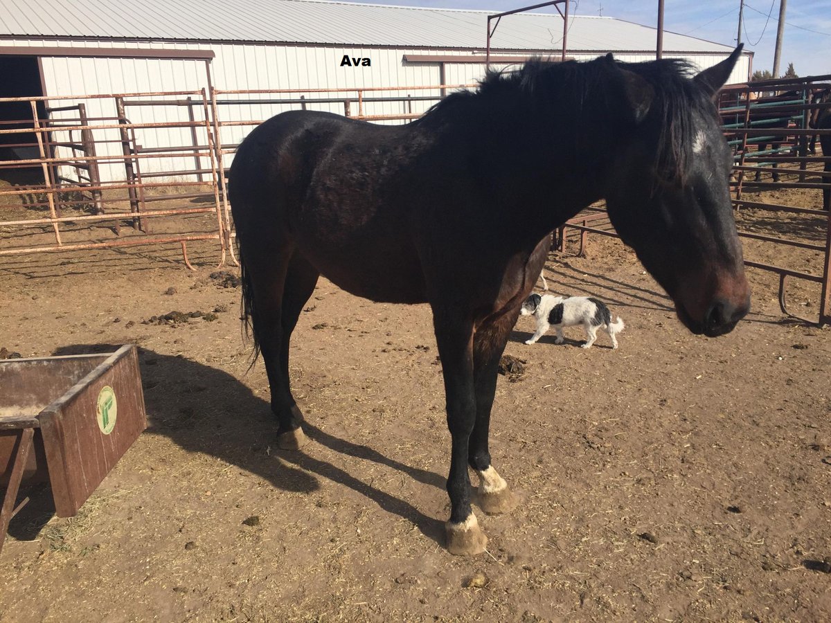 moodysally1's tweet photo. $375 is needed for October feed bill for our mustangs in Kansas @WildCorp is a 501c3 &amp; depends on donations to care for our #wildhorses saved from slaughter https://t.co/PiFVJKGlMj https://t.co/HBcXihubkL #Donate #RT #Share #HorseRescue https://t.co/VZLAjJEZW9