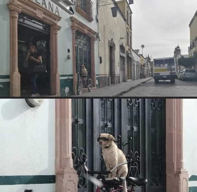 perritos_qctd's tweet photo. traes flow o te presto? https://t.co/G5kiVVIEh6