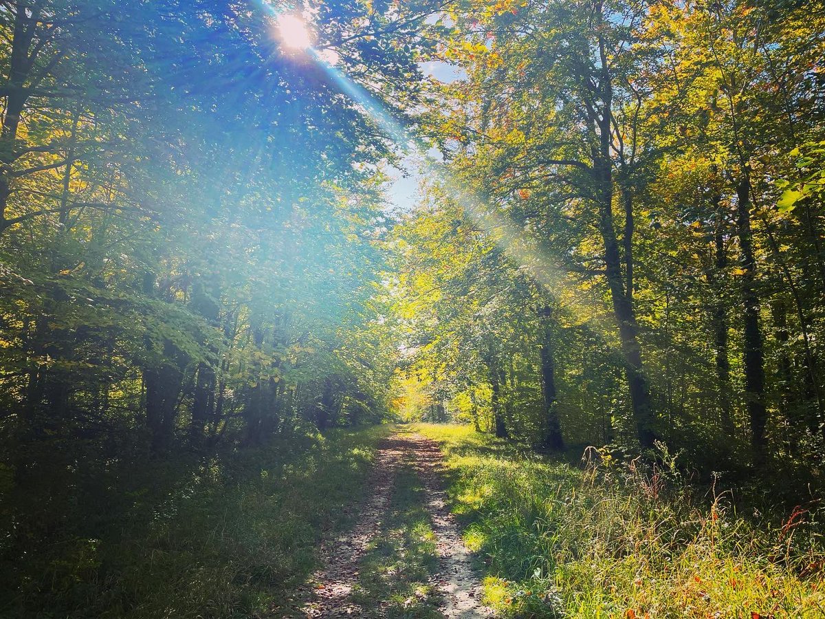 lost amongst the trees tweet media