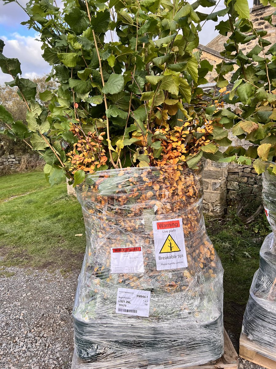 RegenFarmCo's tweet photo. So excited that the first trees have arrived Hazel and Mullberry. Game on! https://t.co/MjrHp9v3wy