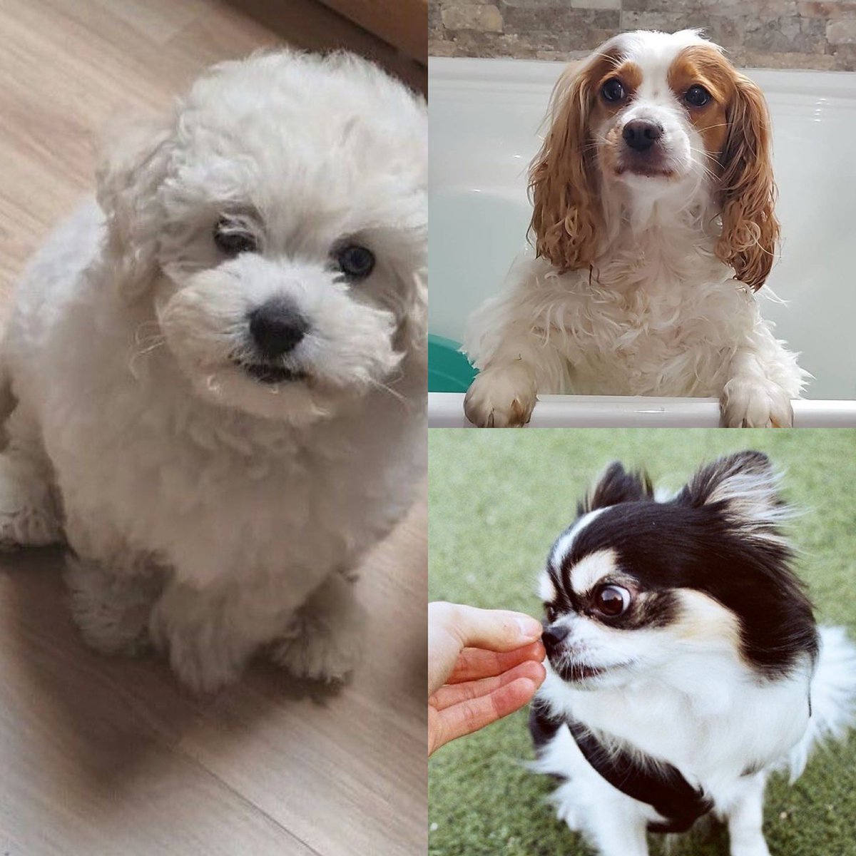 tsizumi22's tweet photo. 5 second silence to the dogs who got cheated on. https://t.co/mup5g38oWl