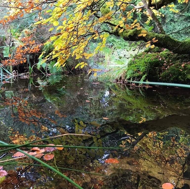 NativeWoodTrust's tweet photo. What Autumn looks like on one of our reserves in the Wicklow mountains!
(Bevans' Wood, Humphreystown, Co. Wicklow) https://t.co/MD9vnvfXEk