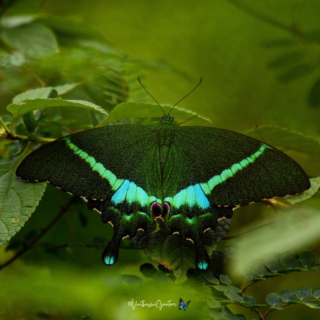 vinithashri_g's tweet photo. One of the prettiest swallow tails🦋😍
Common Banded Peacock🦚
Papilio crino,
 Fabricius,1793
#TwitterNatureCommunity #westernghats #TwitterNaturePhotography #bbcwildlife #thephotohour #butterfly #Photography #naturephotography https://t.co/CjYjlh0Knl