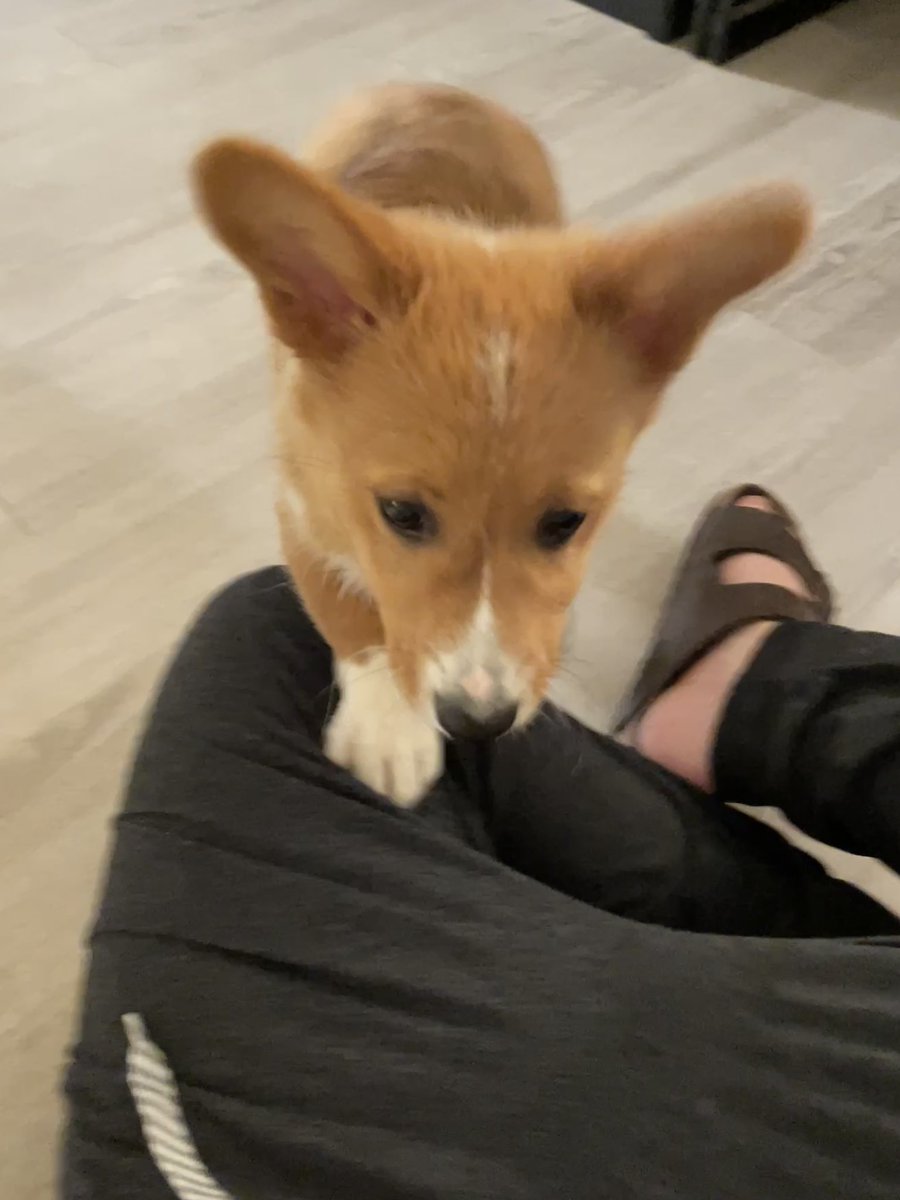 andranoel95's tweet photo. @GoAstroMo Rusty wants to know if you’d like snuggles and Huck has just decided he will get in your lap https://t.co/B1wddAxStf