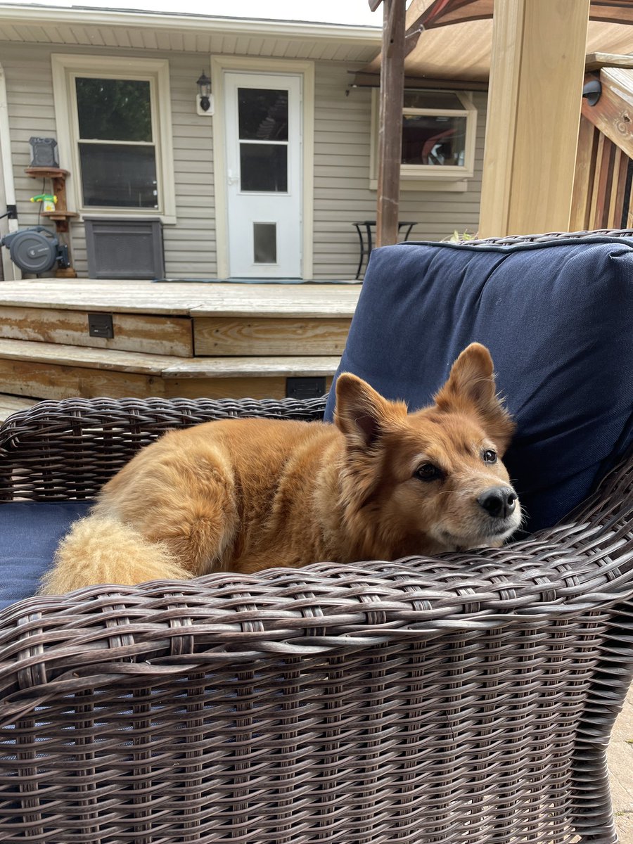 andranoel95's tweet photo. @GoAstroMo Rusty wants to know if you’d like snuggles and Huck has just decided he will get in your lap https://t.co/B1wddAxStf