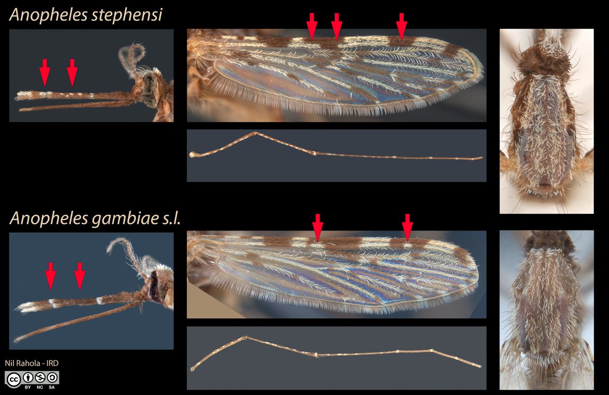 Nil Rahola tweet media