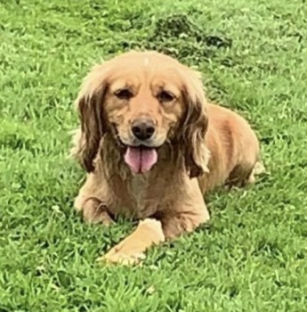Missing Pets GB tweet media
