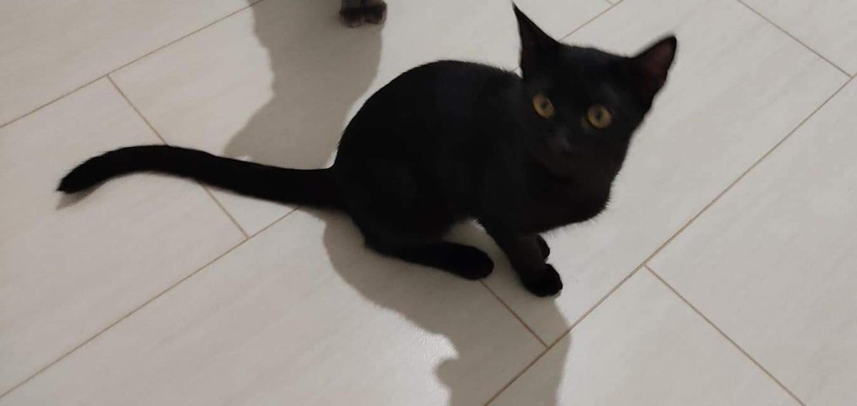 rumba_magica's tweet photo. Persone che decidono di adottare e all'ultimo "No, ci ho ripensato".
Maschietti, 6 mesi, neri belli da paura cercano adozione possibilmente insieme (non vincolante). Adesso sono in stallo a pagamento 😔, io sto contattando i gattili a Bologna perché non abbiamo alternative https://t.co/wkahihZAQK