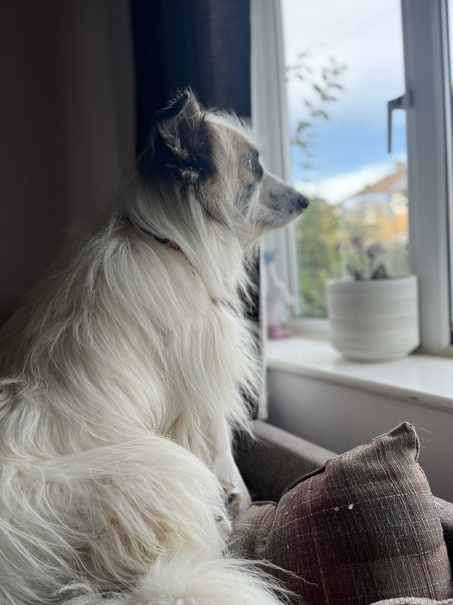 My beauty #dogsoftwitter #rescue