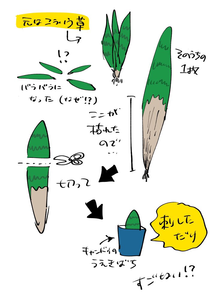 朝あげた草の写真なんだけどこういう経緯で…草の生命力びっくりしたんだけどコレどうやって生きてるんだろどっからでも根っこ生えてくる草なのかな 