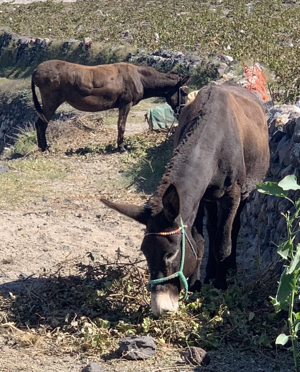 Last week in Santorini (Greece), donkeys eating green grape leaves. #cropresidues are good #feeds in #DryAreas  #nowaste 
Learn about 🍇🍁 feeding value for 🐮🐑🐎🐐▶️bit.ly/graperesidues
<a href="/Les_Coproduits/">Les Coproduits</a>, @climateWUR, <a href="/Cirad/">Cirad</a>, <a href="/ICARDA/">ICARDA</a>, <a href="/ILRI/">ILRI.org</a>, <a href="/alaninaddis/">Alan Duncan</a> <a href="/FAOLivestock/">FAO Livestock</a>