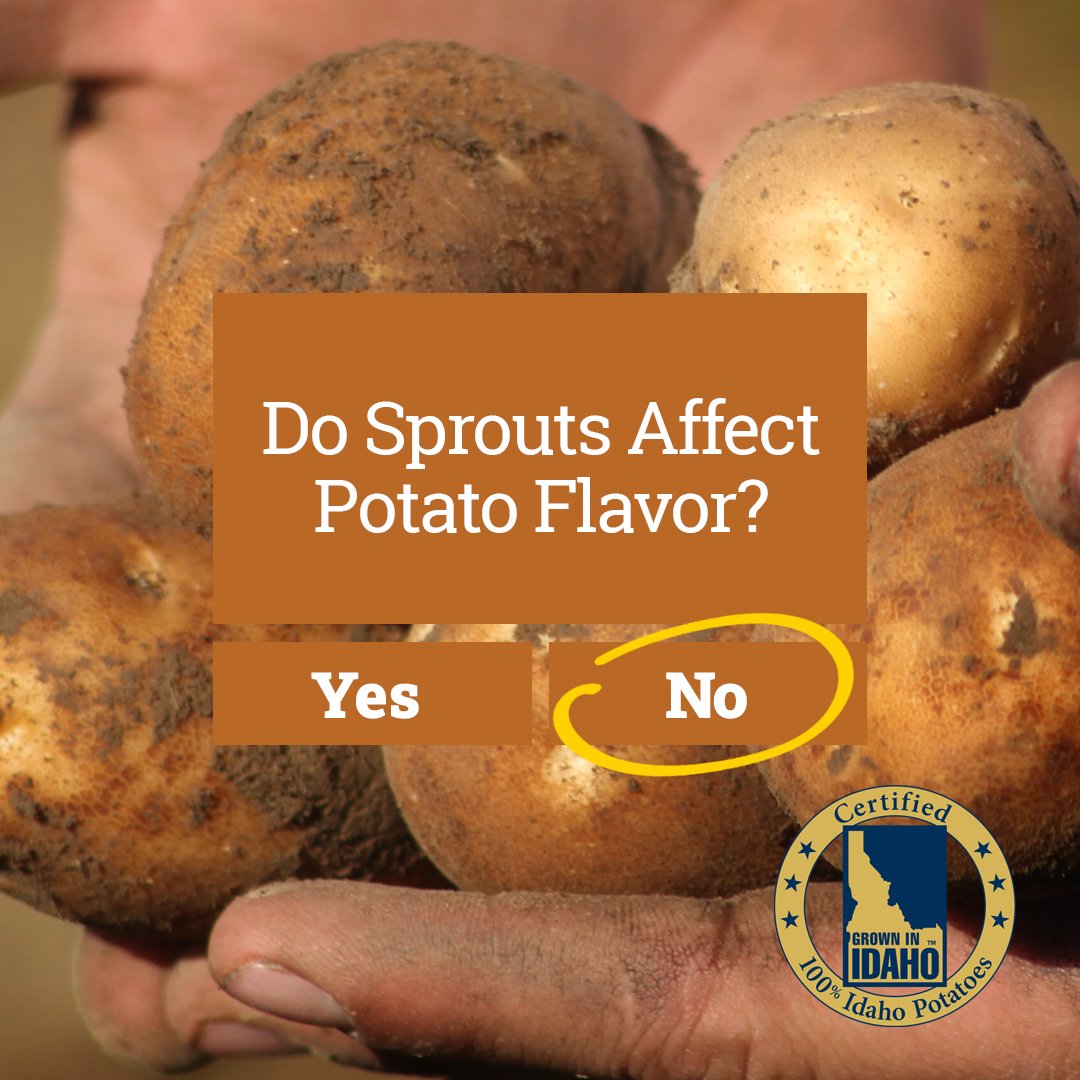 IdahoPotato's tweet photo. Idaho® potatoes are safe to consume even if some sprouting is present, as long as the potato itself is firm to the touch. Just remove and discard any sprouts, then prepare the potato as desired. 🥔 🙌 Learn more #TaterTips here: https://t.co/uOPgHAfwka #TaterTipTuesday https://t.co/GP97bxXHo1