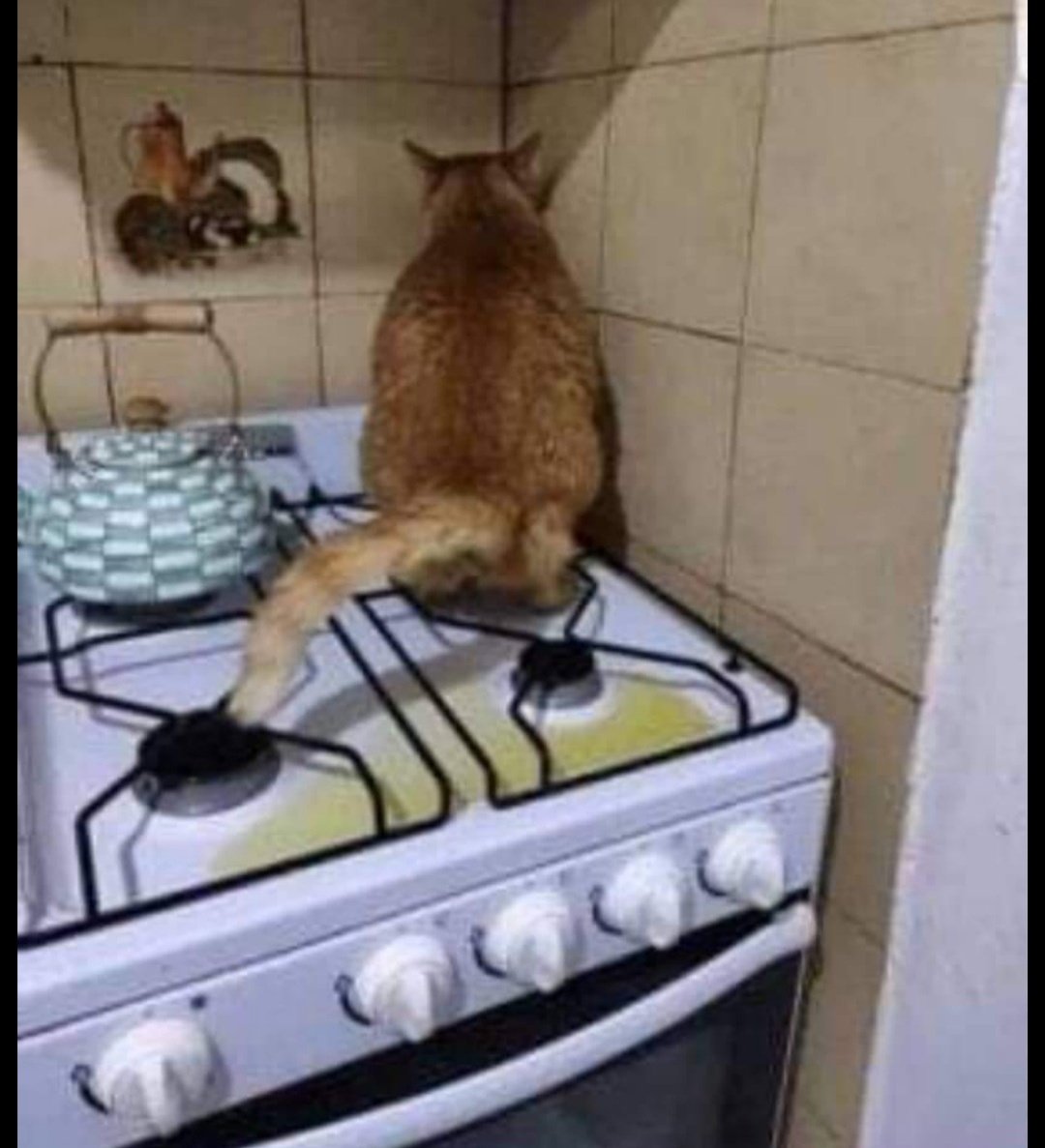 H3rzaNotRus's tweet photo. @literallymecats https://t.co/MmrFFcfjWP
