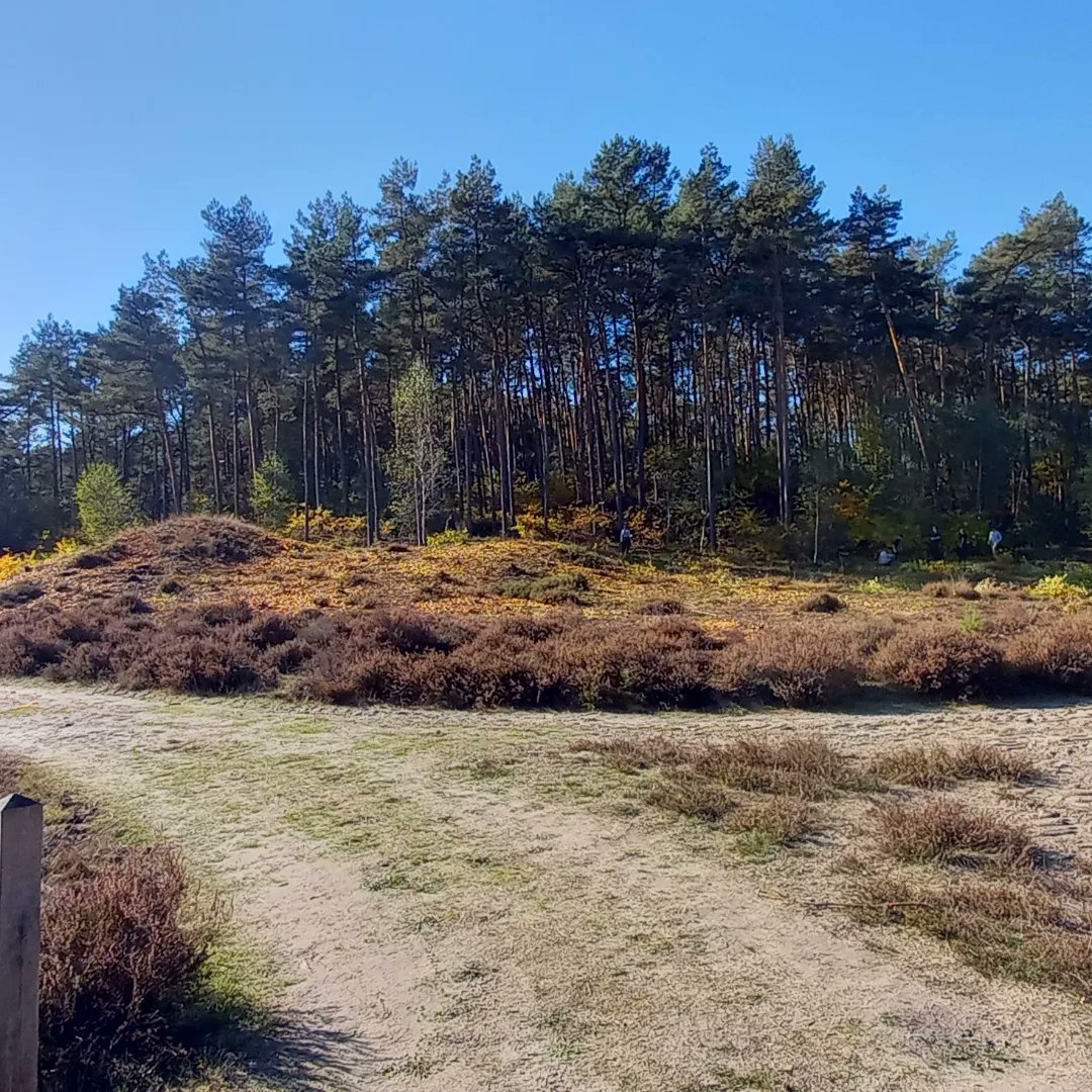 Vandaag hielpen studenten van de WUR met het verwijderen van Amerkiaanse vogelkers en opkomende grove den om diversiteit en bos-heidelandschap te behouden. Heide krijgt de ruimte om uit tebreiden en te verjongen. Is goed voor de hagedis,nachtzwaluw &amp; heivlinder. #hendrikszand