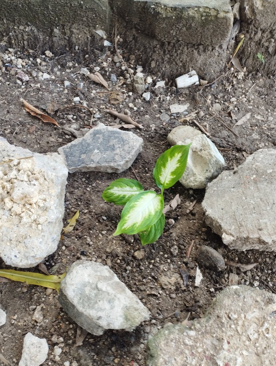 Shirly2031's tweet photo. Como cartageneros siempre nos sentimos afectados por los fuertes calores y plantar un árbol reduce la sensación térmica. Entonces, ¿por qué no nos unimos y plantamos más árboles? 
Así todos nos beneficiamos.
@NailennM

#JeAporElPlaneta https://t.co/Khs1OyZZq1