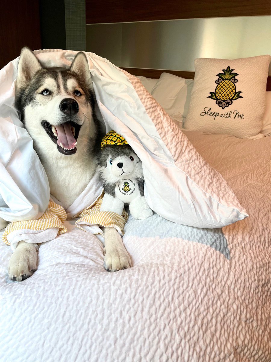 Staypineapple's tweet image. A twinning #tongueouttuesday with Dash and our friend Theo! 

Can you tell who’s who?! 🤔🐺🍍

#Staypineapple #dogfriendlyhotel #petfriendly