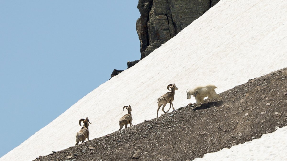 ColoradoStateU tweet picture