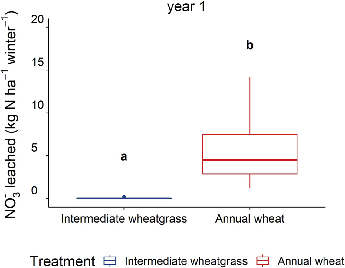 We found that nitrate leaching was an order of magnitude lower in perennial compared to annual wheat