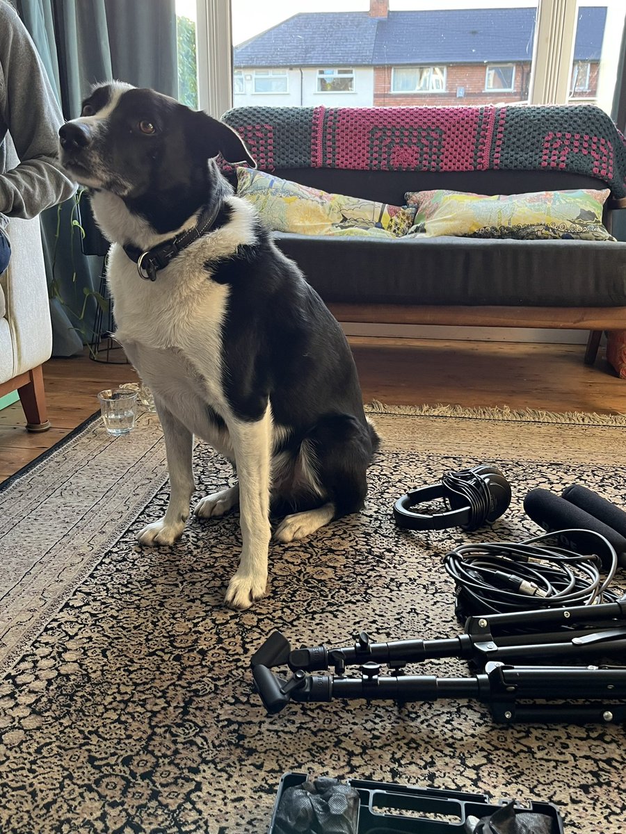 mwsmillard's tweet photo. Today’s recording assistant 🐶 https://t.co/OB4kQkp81I