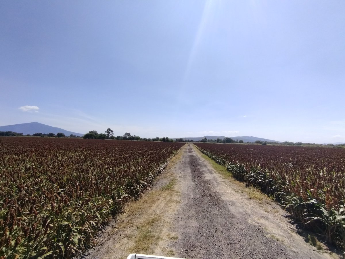Del lado derecho tenemos al hermano que sembró en Agricultura de Conservación y del lado izquierdo el productor convencional ¿Qué pueden notar? A simple vista no se ve, pero el sistema convencional puede reducir hasta más del 30% de inversión tan sólo en la preparación del suelo
