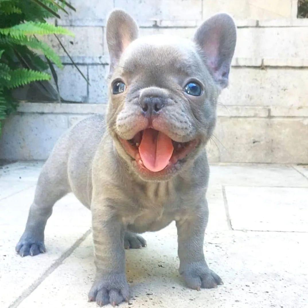 How cute 🤔🤔🤔
#BallonDor #DOGSOUTFORDREAM #Bulldogsoftwitter #dogstyle #Deprem #adp2022 #Bryann