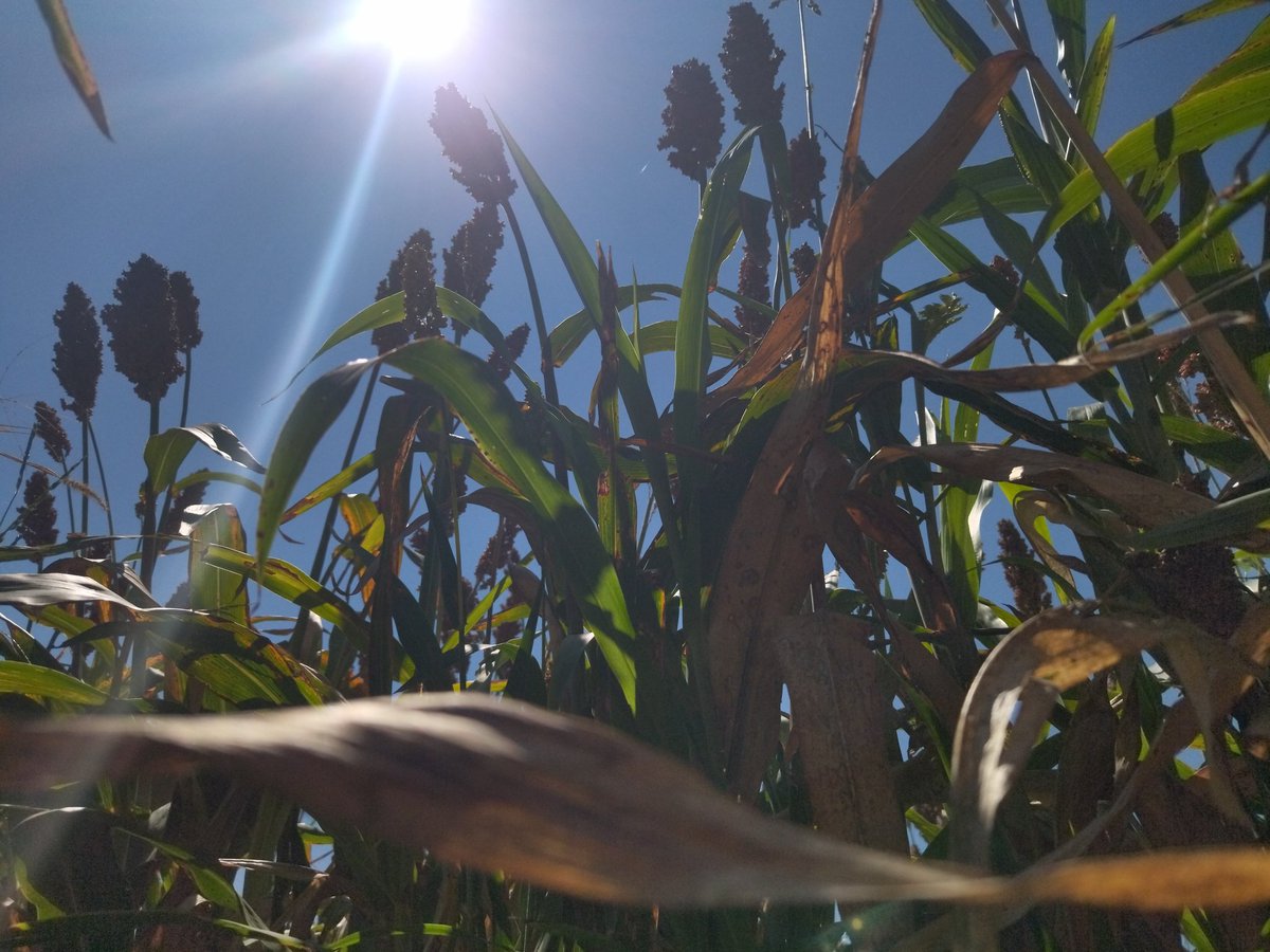 💜🌱🤠😍 ¿Se han preguntado cómo nos ve nuestro suelo? Ese suelo que diario pisamos, por el que pasamos nuestra rastra con tractor, del que sale nuestro sorgo y maíz, y del que al madurar nuestra planta dejamos desprotegido, sin nada que lo cubra. @SDAyR_GTO