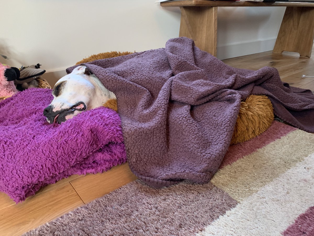 mscookiestamp's tweet photo. Sleeping off the anaesthetic from my x-ray. Cruciate ligament surgery required and to add insult to injury I’ve been told I have to go on a diet. #staffiex #cruciateLigament #diet https://t.co/MQQjXHBmFI