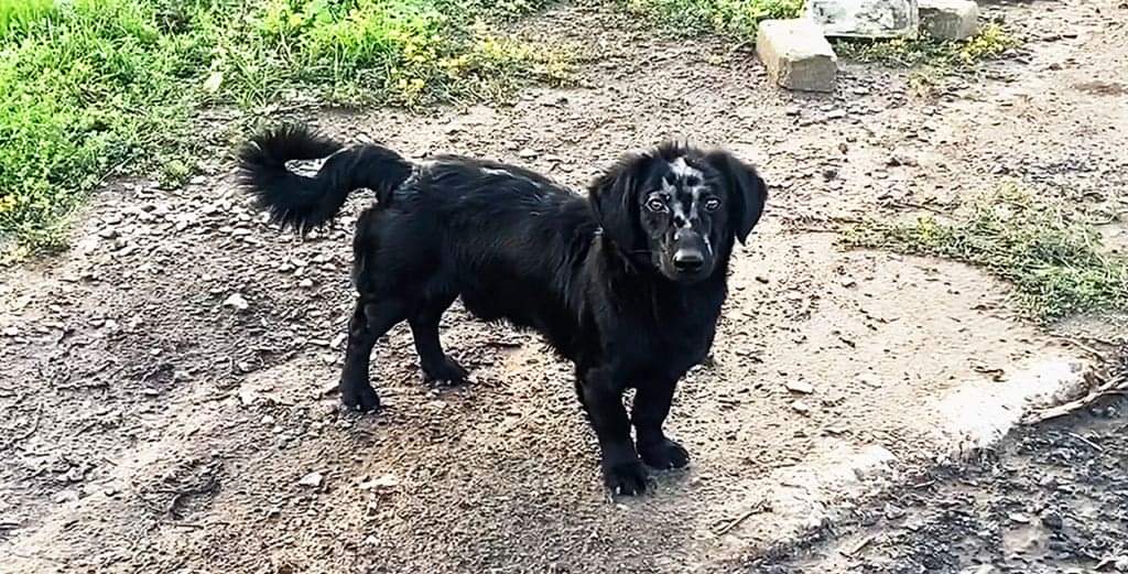 olgatokariuk's tweet photo. This is a dog from a village near Izyum, Kharkiv region. Russian soldiers burned a V sign on its forehead during their occupation of this part of Ukraine. There's a cult of violence in Russia and they don't spare neither humans nor animals. 
Photo and story via @Anna_Babinets https://t.co/MCkPzET0mA